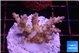 Acropora pink purple premium 3-4 cm WYSIWYG acclimaté