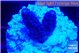 Acropora humilis full purple 2 cm WYSIWYG acclimaté