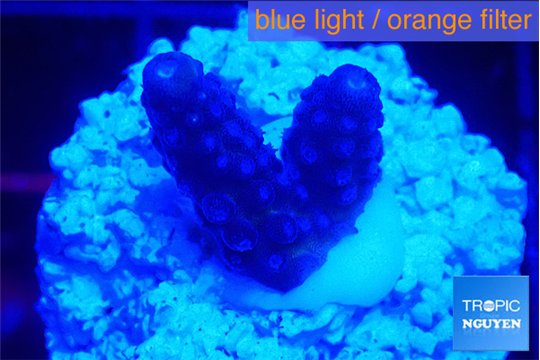 Acropora humilis full purple 2 cm WYSIWYG acclimaté