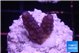 Acropora humilis full purple 2 cm WYSIWYG acclimaté
