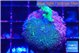 Acropora green & Pocillopora damicornis 1-2 cm WYSIWYG acclimaté