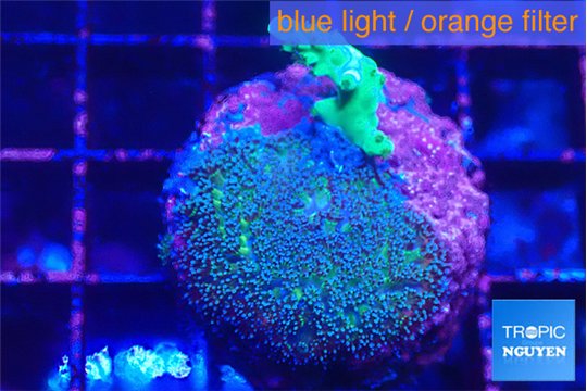 Acropora green & Pocillopora damicornis 1-2 cm WYSIWYG acclimaté
