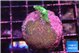 Acropora green & Pocillopora damicornis 1-2 cm WYSIWYG acclimaté