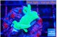 Acropora lemon green 2-3 cm WYSIWYG acclimaté
