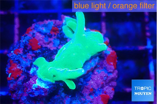 Acropora lemon green 2-3 cm WYSIWYG acclimaté