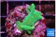 Acropora lemon green 2-3 cm WYSIWYG acclimaté