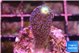 Stylophora milka 2-3 cm WYSIWYG acclimaté