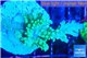 Acropora green blue ice Fijii 4 cm WYSIWYG acclimaté