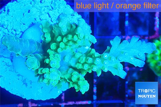 Acropora green blue ice Fijii 4 cm WYSIWYG acclimaté