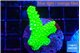 Acropora neon green 3-4 cm WYSIWYG acclimaté