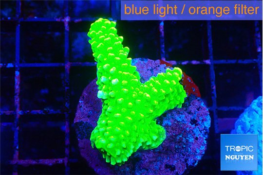 Acropora neon green 3-4 cm WYSIWYG acclimaté