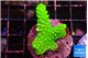 Acropora neon green 3-4 cm WYSIWYG acclimaté