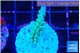 Acropora green blue ice Fijii 3 cm WYSIWYG acclimaté