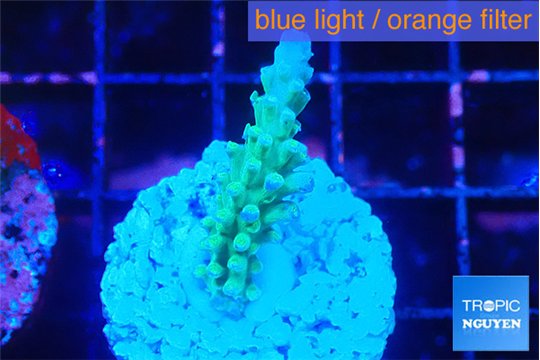 Acropora green blue ice Fijii 3 cm WYSIWYG acclimaté