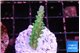 Acropora green blue ice Fijii 3 cm WYSIWYG acclimaté