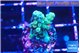 Acropora green 1-2 cm WYSIWYG acclimaté