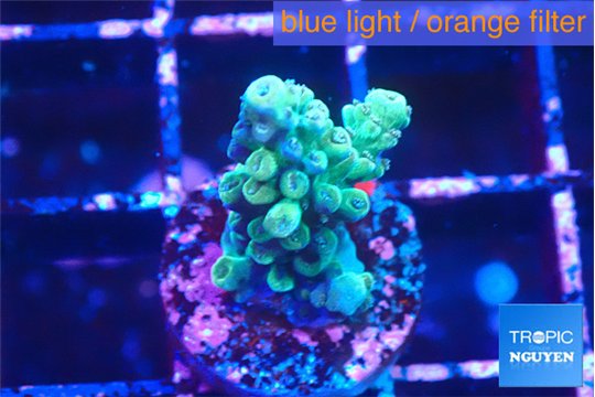 Acropora green 1-2 cm WYSIWYG acclimaté