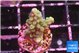 Acropora green 1-2 cm WYSIWYG acclimaté