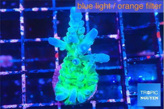 Acropora green blue ice Fijii 3-4 cm WYSIWYG acclimaté