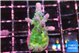 Acropora green blue ice Fijii 3-4 cm WYSIWYG acclimaté