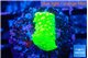 Acropora neon green 2 cm WYSIWYG acclimaté