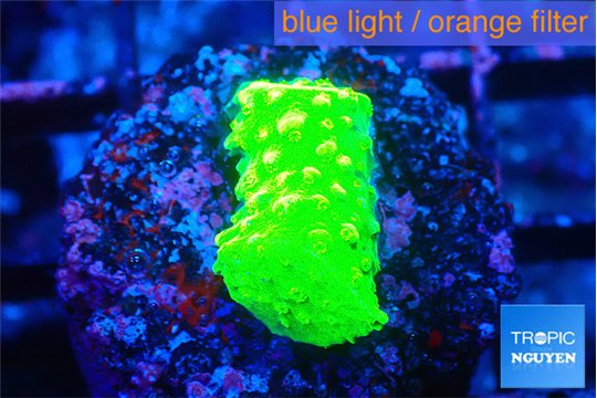 Acropora neon green 2 cm WYSIWYG acclimaté