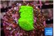 Acropora neon green 2 cm WYSIWYG acclimaté