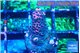 Acropora pink 1-2 cm WYSIWYG acclimaté