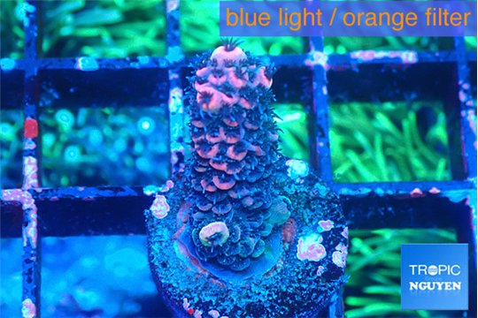 Acropora pink 1-2 cm WYSIWYG acclimaté