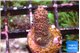 Acropora pink 1-2 cm WYSIWYG acclimaté