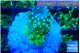 Acropora humilis neon green purple 2 cm WYSIWYG acclimaté