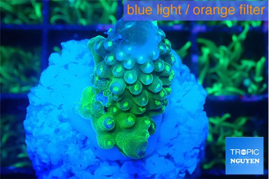 Acropora humilis neon green purple 2 cm WYSIWYG acclimaté