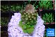 Acropora humilis neon green purple 2 cm WYSIWYG acclimaté