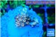 Acropora golden cherry premium 1-2 cm WYSIWYG acclimaté