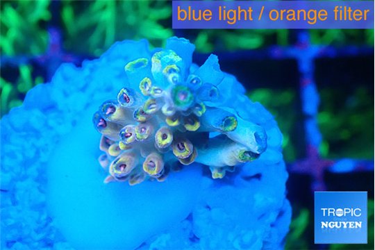 Acropora golden cherry premium 1-2 cm WYSIWYG acclimaté