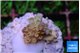 Acropora golden cherry premium 1-2 cm WYSIWYG acclimaté