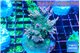 Acropora green & pink 7-9 cm WYSIWYG acclimaté