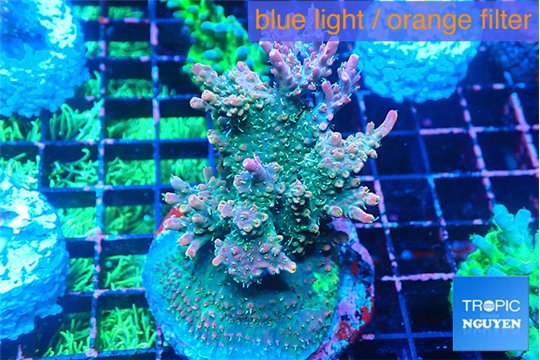 Acropora green & pink 7-9 cm WYSIWYG acclimaté