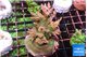 Acropora green & pink 7-9 cm WYSIWYG acclimaté