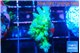 Acropora green blue ice Fijii 2-3 cm WYSIWYG acclimaté