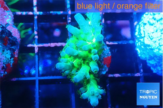 Acropora green blue ice Fijii 2-3 cm WYSIWYG acclimaté