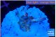 Acropora pink purple premium 1-2 cm WYSIWYG acclimaté