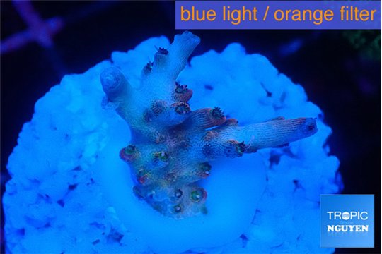 Acropora pink purple premium 1-2 cm WYSIWYG acclimaté
