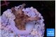 Acropora pink purple premium 1-2 cm WYSIWYG acclimaté
