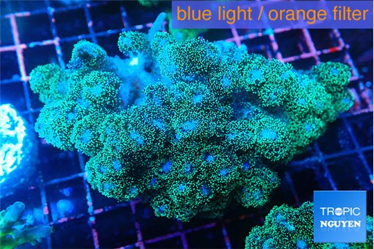 Pocillopora damicornisgreen & pink tip 7-10 cm WYSIWYG acclimaté