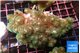 Pocillopora damicornisgreen & pink tip 7-10 cm WYSIWYG acclimaté