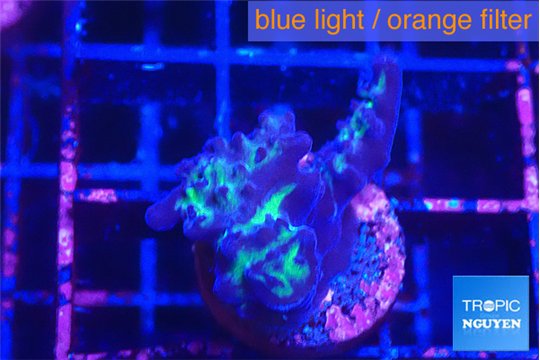 Acropora purple green 2 cm WYSIWYG acclimaté