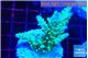 Acropora green blue ice Fijii 3-4 cm WYSIWYG acclimaté