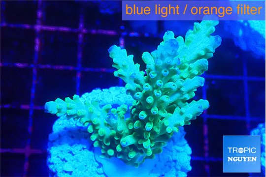 Acropora green blue ice Fijii 3-4 cm WYSIWYG acclimaté
