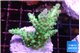 Acropora green blue ice Fijii 3-4 cm WYSIWYG acclimaté